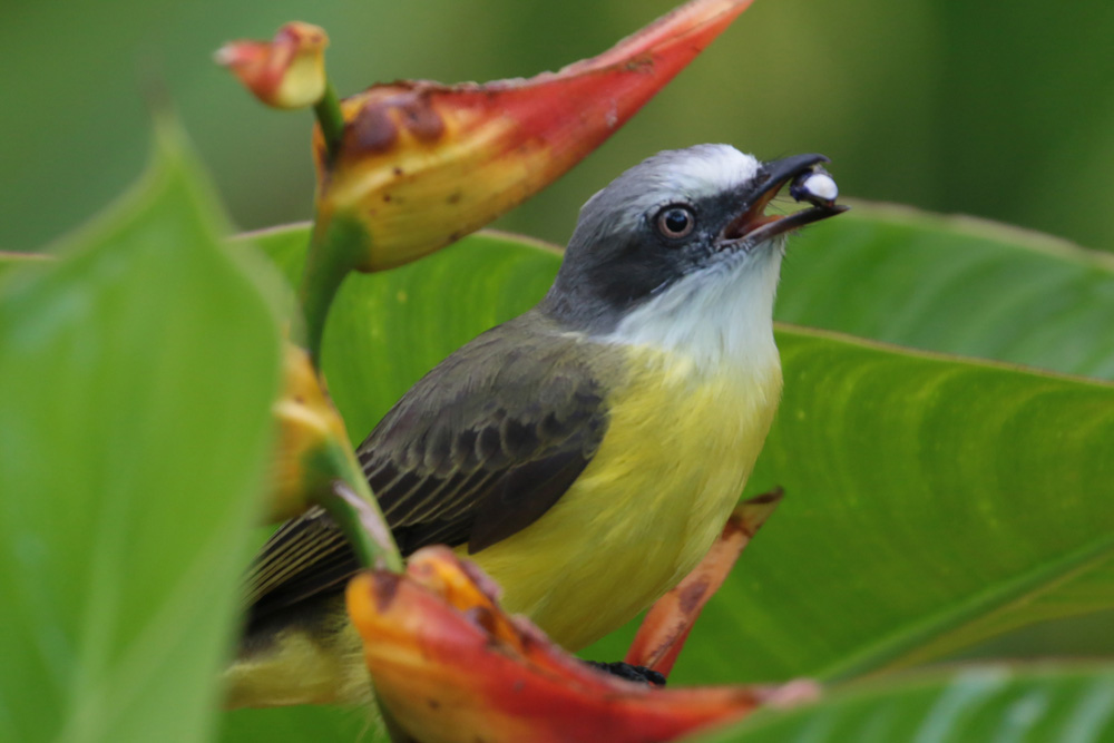 Gray-capped Flycatcher